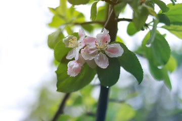 Quince tree blooming with white flowers in the spring, blooming branch of Quince (Cydonia oblonga)