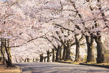 cherry tree in bloom and road © mutai