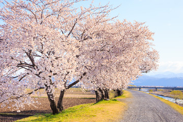 cherry tree in bloom and road