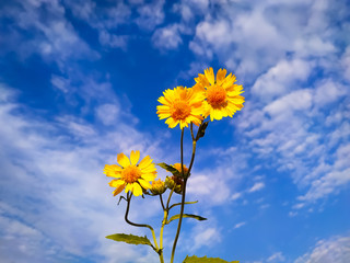 Fototapeta premium yellow flowers on blue sky background