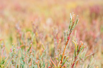 Samphire plant close up