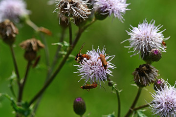 Insects perched on the flowers in the garden