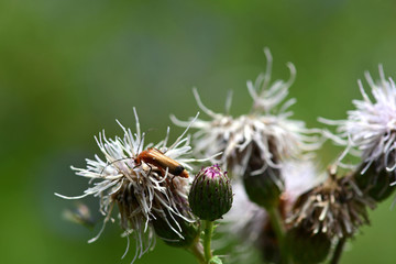 Insects perched on the flowers in the garden