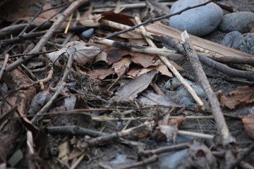 Fallen Leaves
