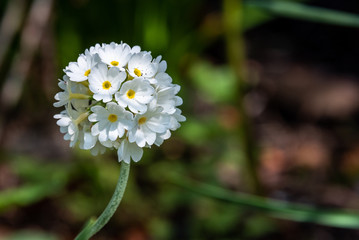 White ball flower of primrose, Primula Denticulata Alba, blooming in a garden
