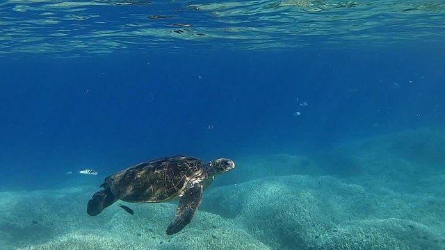 A beautiful green turtle swimming with coral fish beneath the waves - underwater