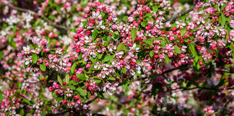 Ornamental tree blooming, pink and white flowers, highlighted by the sun
