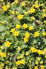Obraz premium たくさん花を咲かせるリュウキンカ