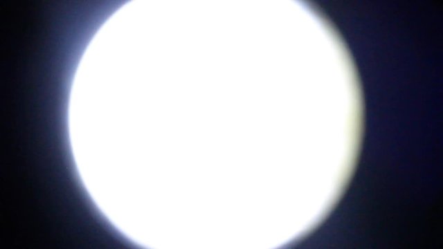 Naididae movement at 40x magnification