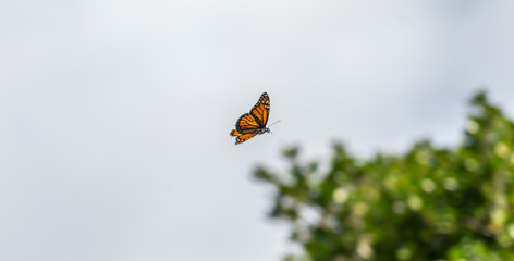 monarch butterfly