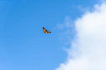 monarch butterfly