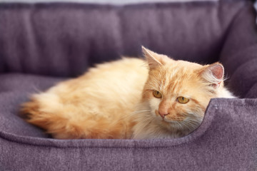 Fototapeta na wymiar Cute funny cat lying in pet bed at home