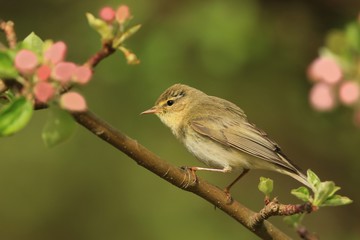 willow warbler sitting on a  twig. Phylloscopus trochilus. Wildlife scene fron nature. Song bird in the spring