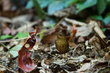 Beautiful small bird look like a brown tennis ball, Pygmy cup wing or pygmy wren-blabber, low angle view, side shot, foraging on the rock in tropical moist montane forest, northern Thailand.