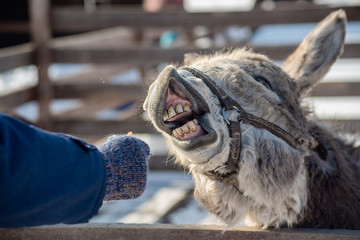 Obraz premium a grey donkey in a pen has its mouth wide open and eats from a man's hand in winter