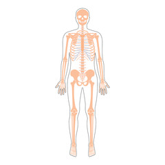 Human man skeleton anatomy