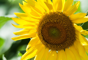 Closeup of Giant Sunflower(Helianthus annuus) Kekaha. Kauai, Hawaii, USA