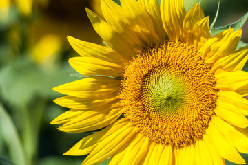 Closeup of Giant Sunflower(Helianthus annuus) Kekaha. Kauai, Hawaii, USA