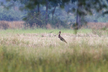 Obraz na płótnie Canvas Adult Black stork and other flock of birds, low angle view, in the morning foraging in nature on the agriculture fields and marshy areas in tropical climate, northern Thailand.