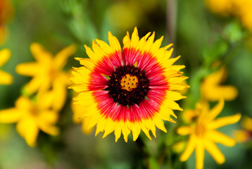 Closeup of Firewheel (Gaillardia pulchella ) Wildflower on The Bank of The Blanco River, Blanco, State Park, Blanco, Texas, USA