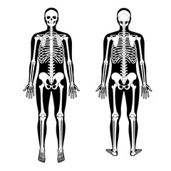 Human man skeleton anatomy