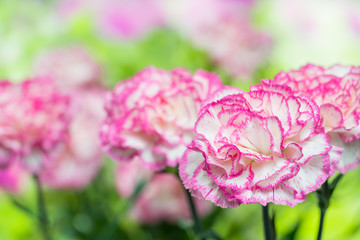 カーネーション　