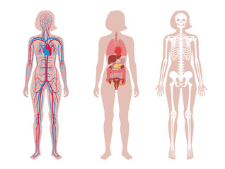 Internal structure of woman body.