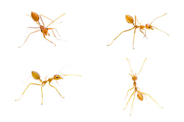 Four red ants separated from a white background