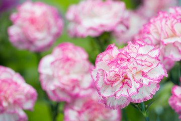 カーネーション