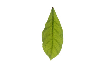 Naklejka na ściany i meble Green leaves separated from the white background