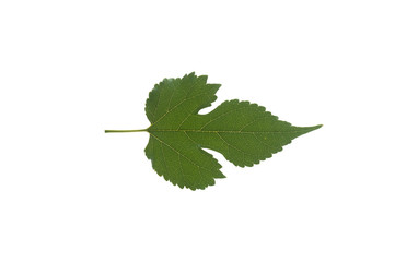 Mulberry leaves separated from the white background