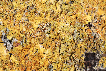 Closeup dry moss and lichen on the tree trunk