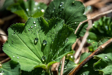 Green Lady's Mantle leaf after a rain, highlighted by the sun, as a nature background
