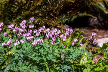 Obraz premium Pink Bleeding Heart flowers blooming in a sunny garden 