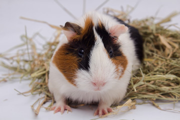 Cute guinea pig with lots of hay, isolated on white background.