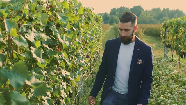 Man on vineyard with refractometer. Side view of elegant bearded man using refractometer standing on green vineyard and checking sugar of grapes