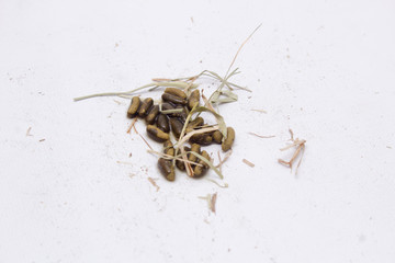 Guinea pig poop with hay isolated on white background.