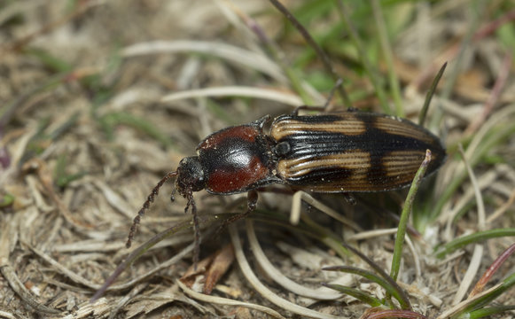 Click beetle, Selatosomus cruciatus among grass, macro photo