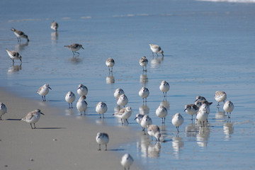 Sandpipers, Northern California