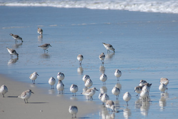 Sandpipers, Northern California
