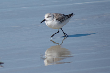 Sandpipers, Northern California
