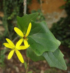flor amarilla estrella