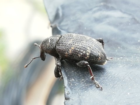 Macro shot of pine weevil or Pissodes piniphilus