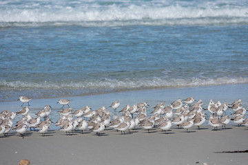 Sandpipers, Northern California