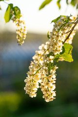 Blooming bird cherry close-up in backlit sunny evening lighting. View of a blooming Sweet Bird-Cherry Tree in Spring