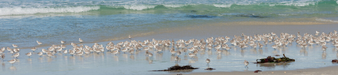 Sandpipers, Northern California