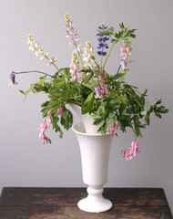 ルピナス＋ディッセンドラ