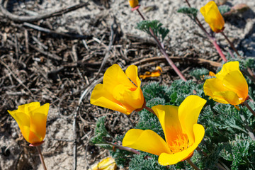 California Poppy