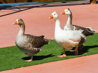 GROUP OF DUCKS WALKING UNDER THE SUN