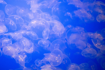 Jellyfish © Marcos